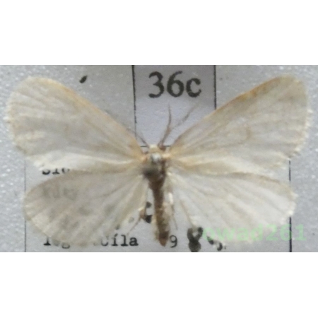 Bijugis bombycella (Denis & Schiffermüller, 1775) Slovakia36c